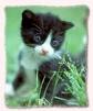 Chaton