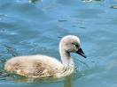 Bébé cygne