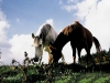 Chevaux