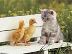 Trop chou